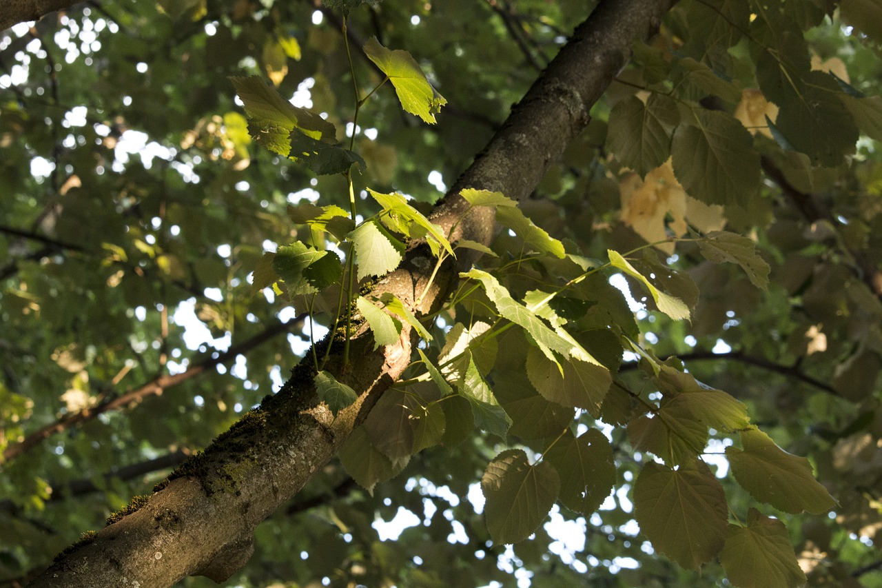 leaf tree spotlight free photo