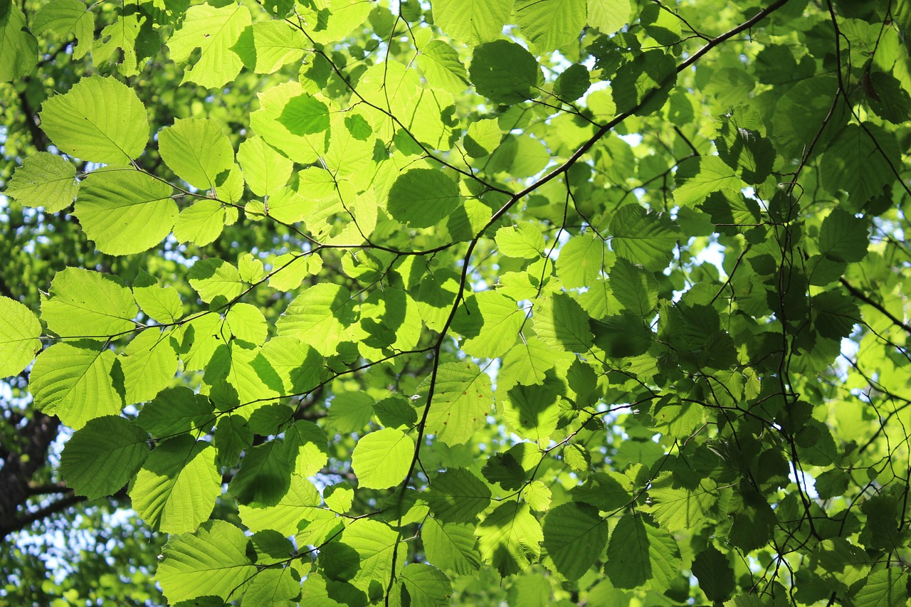 leaf solar rays of sunshine free photo