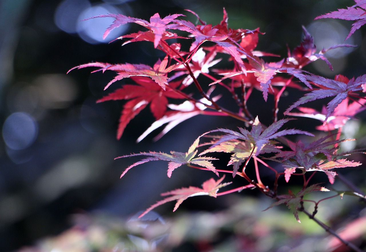 leaf branch nature free photo