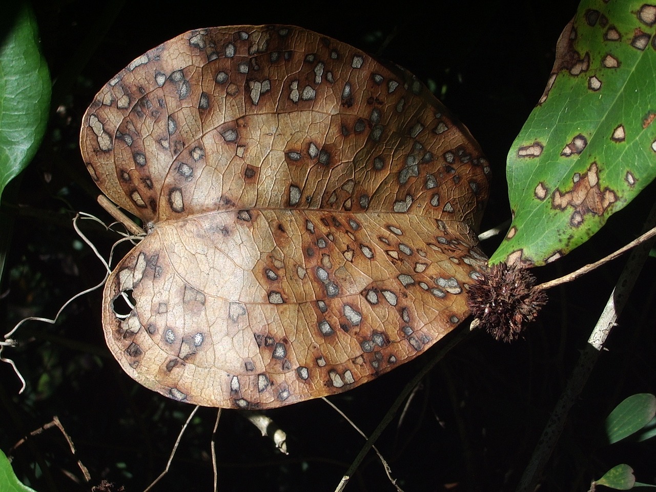 leaf brown mottled free photo