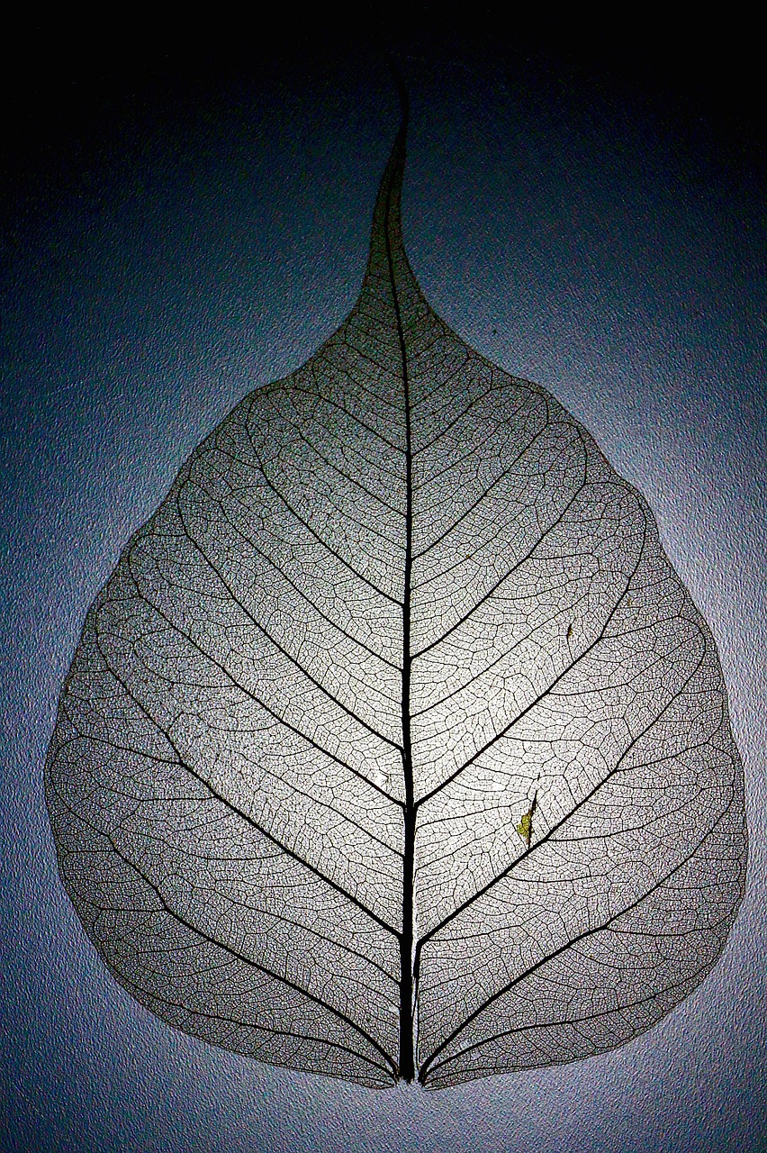 leaf leaf structure leaf veins free photo