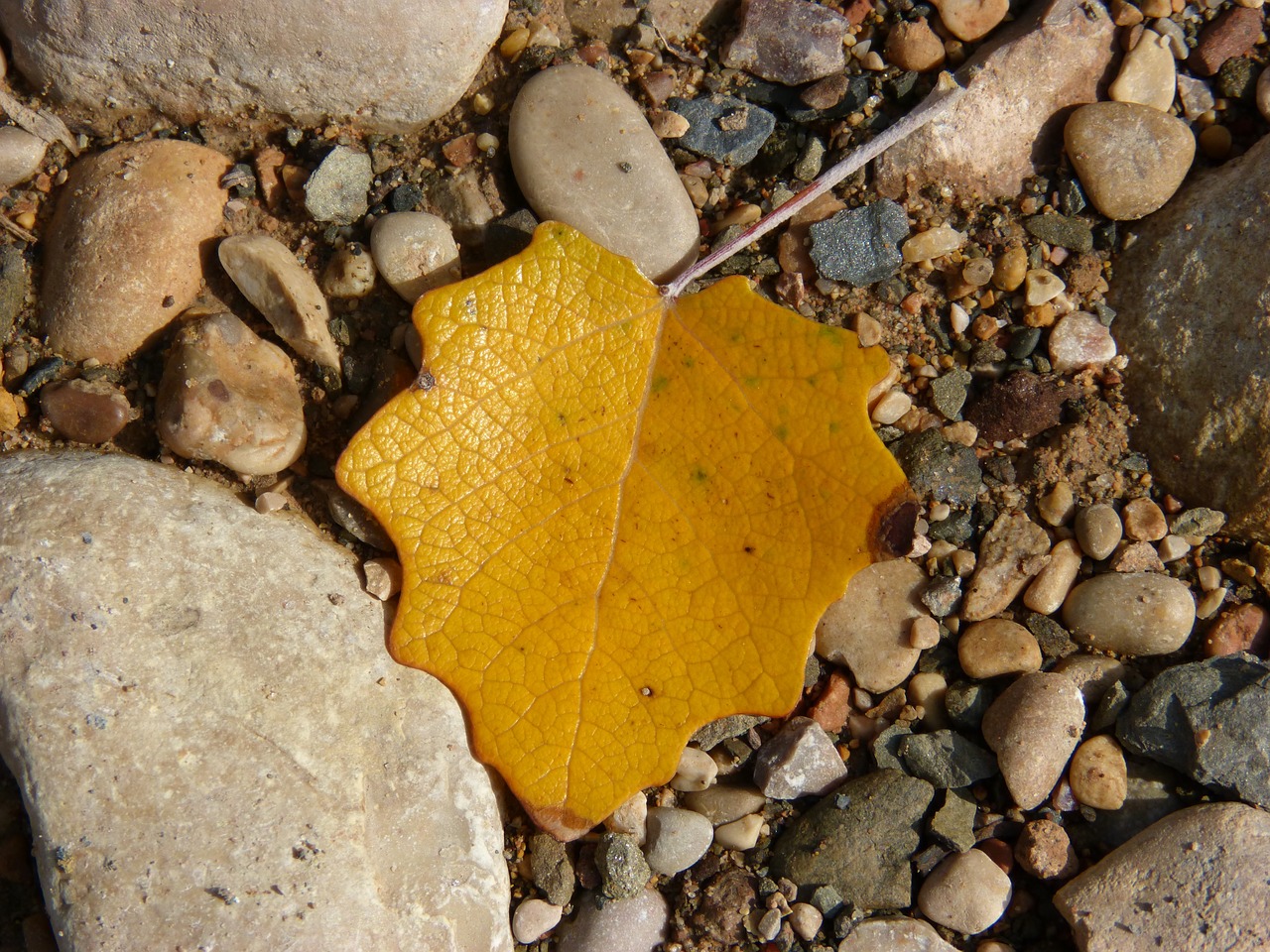 leaf yellow stones free photo