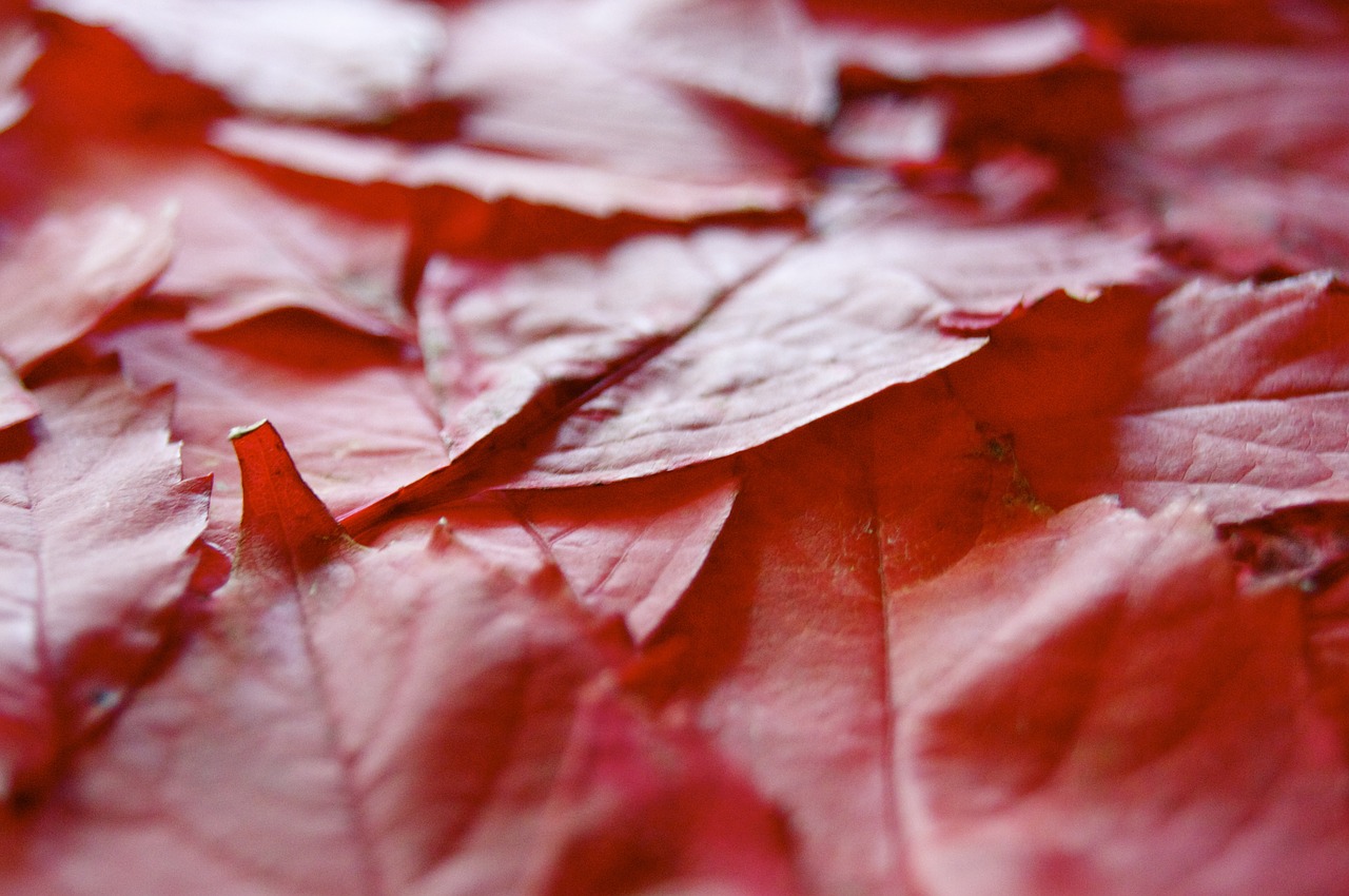 leaf autumn red free photo