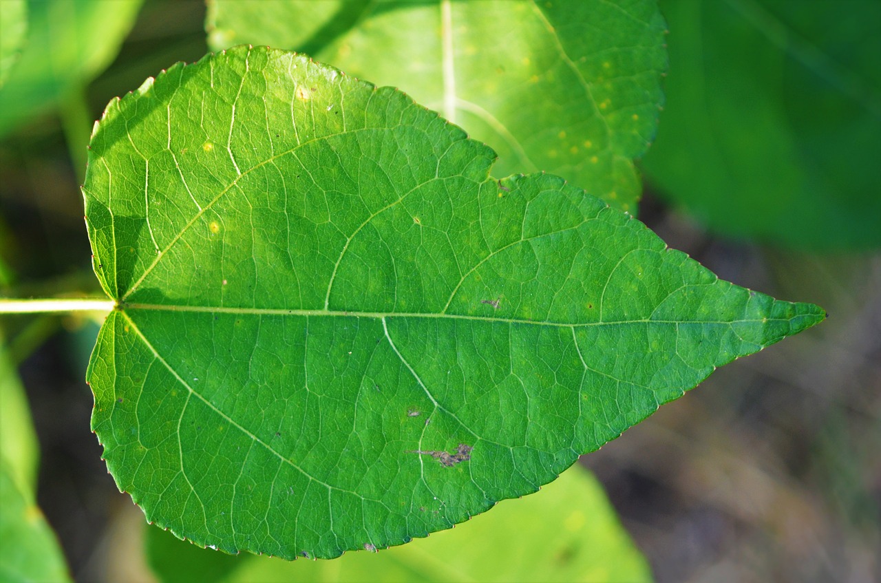 leaf green green leaf free photo