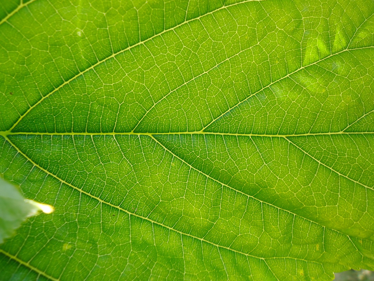 leaf green nature free photo