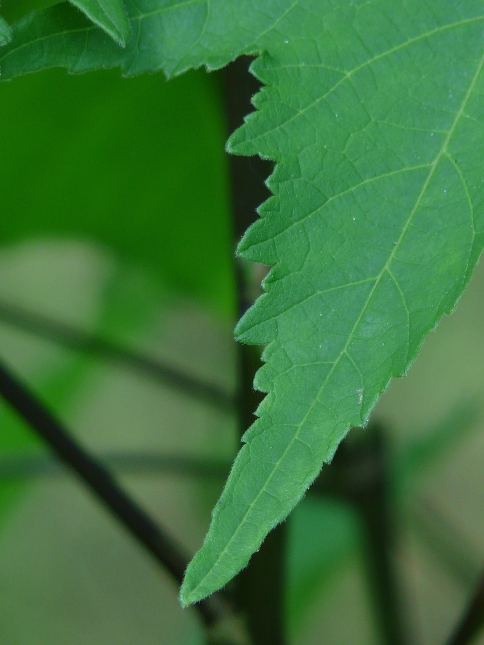 leaf abutilon ornamental plant free photo