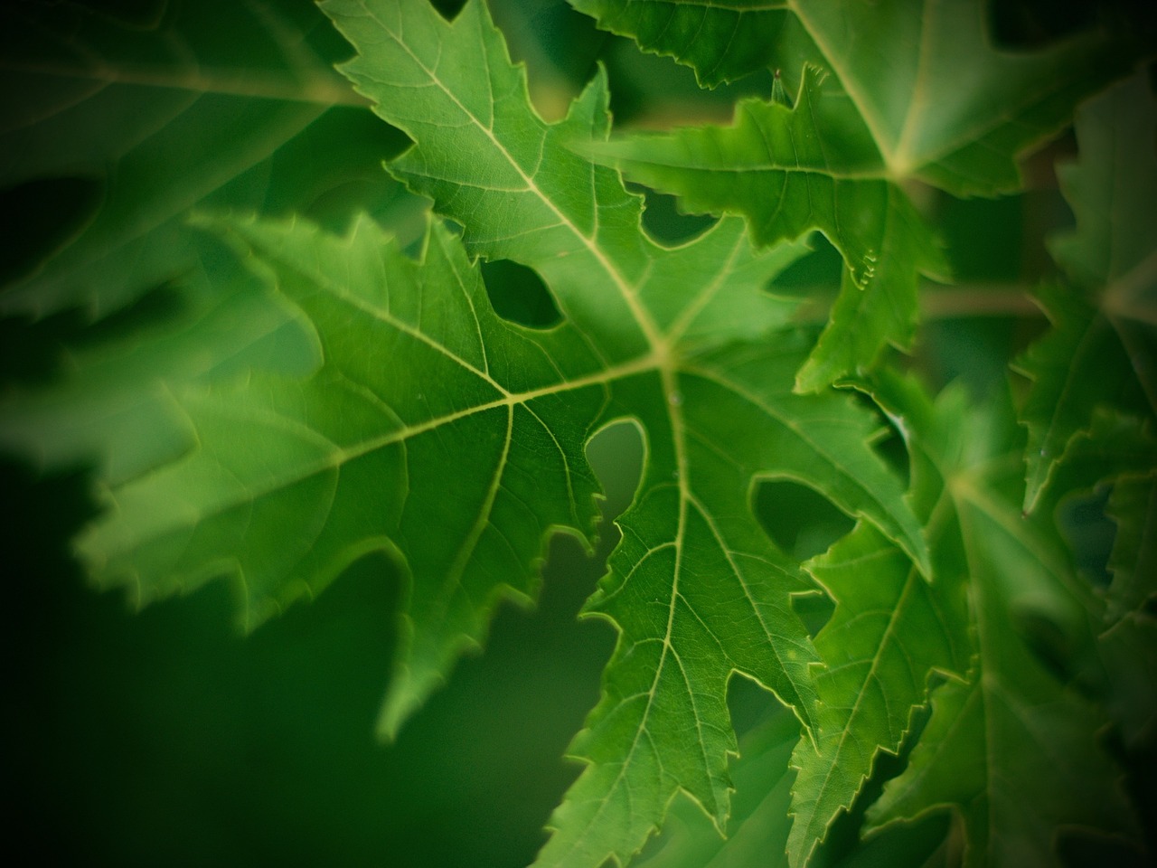 leaf macro veins free photo