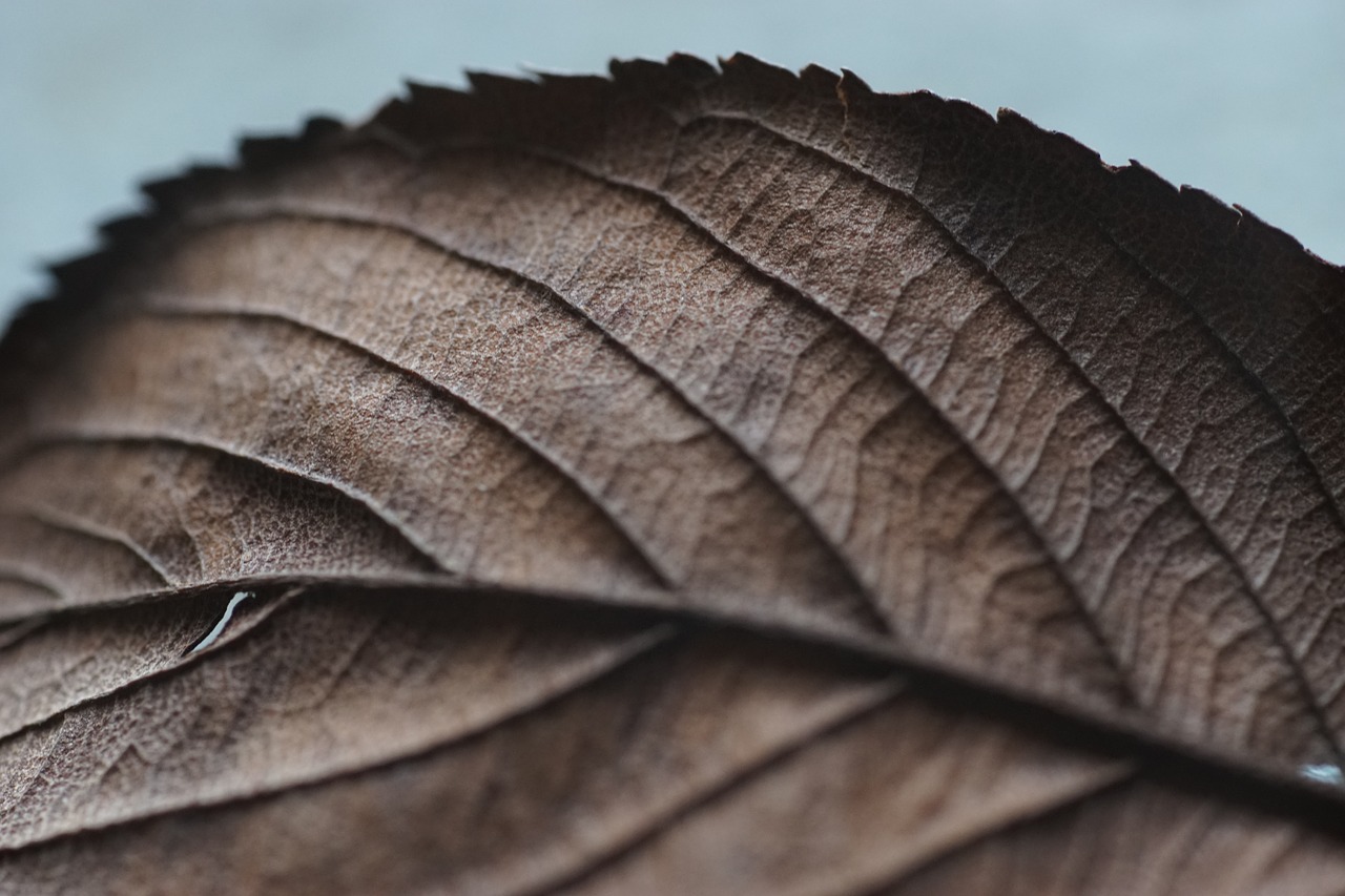 leaf veins nerves free photo