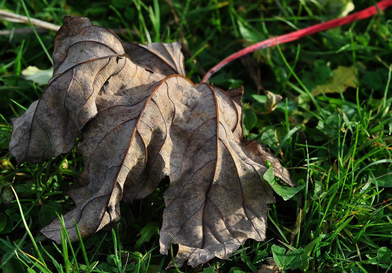 leaf dried leaves dry free photo