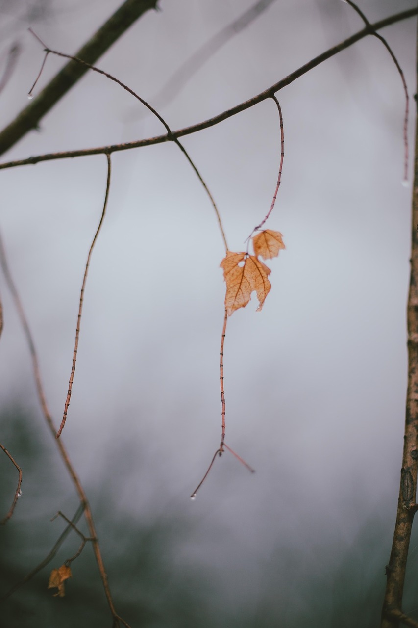 leaf leaves rain free photo