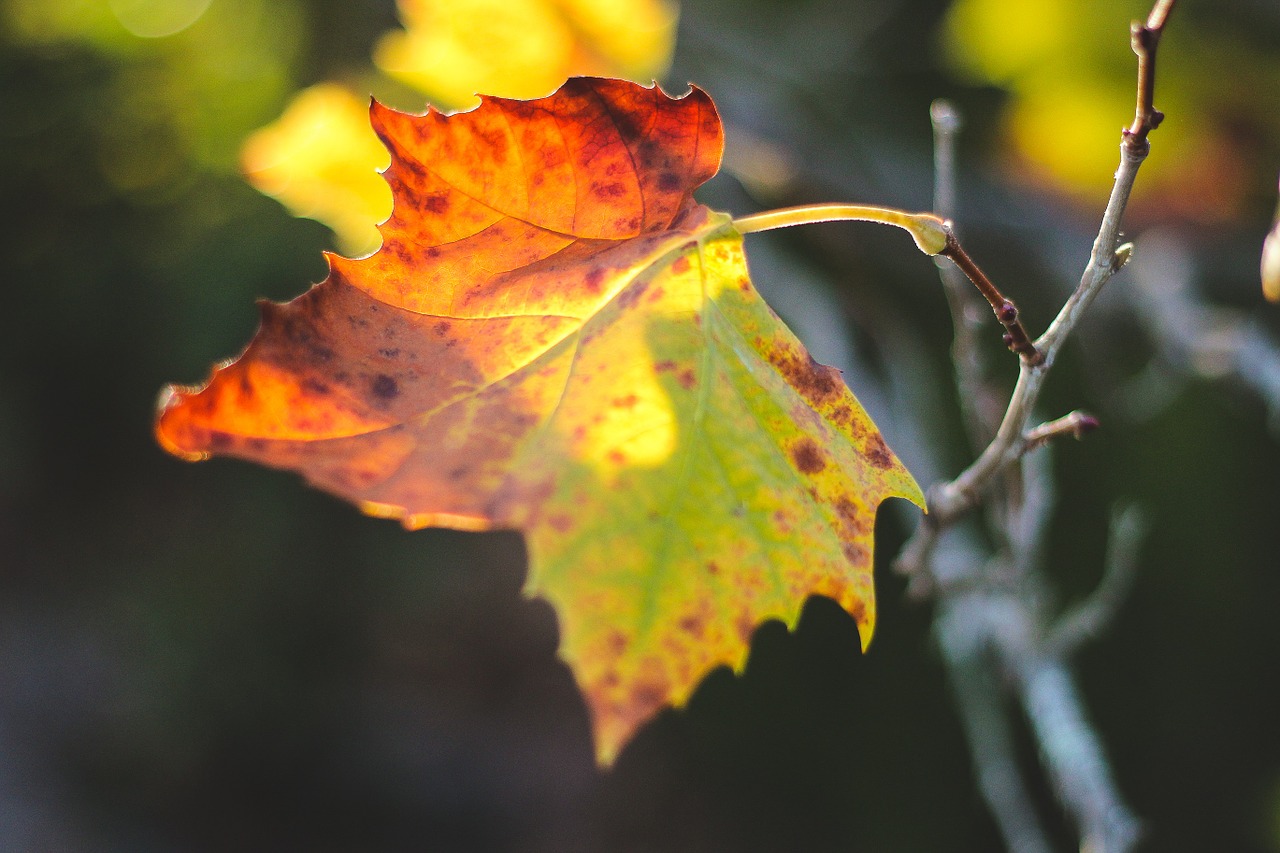 leaf sunlight nature free photo