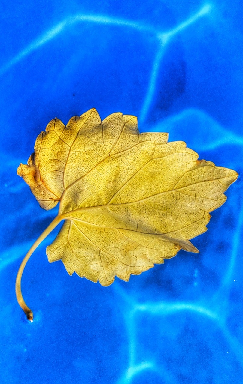 leaf water yellow free photo