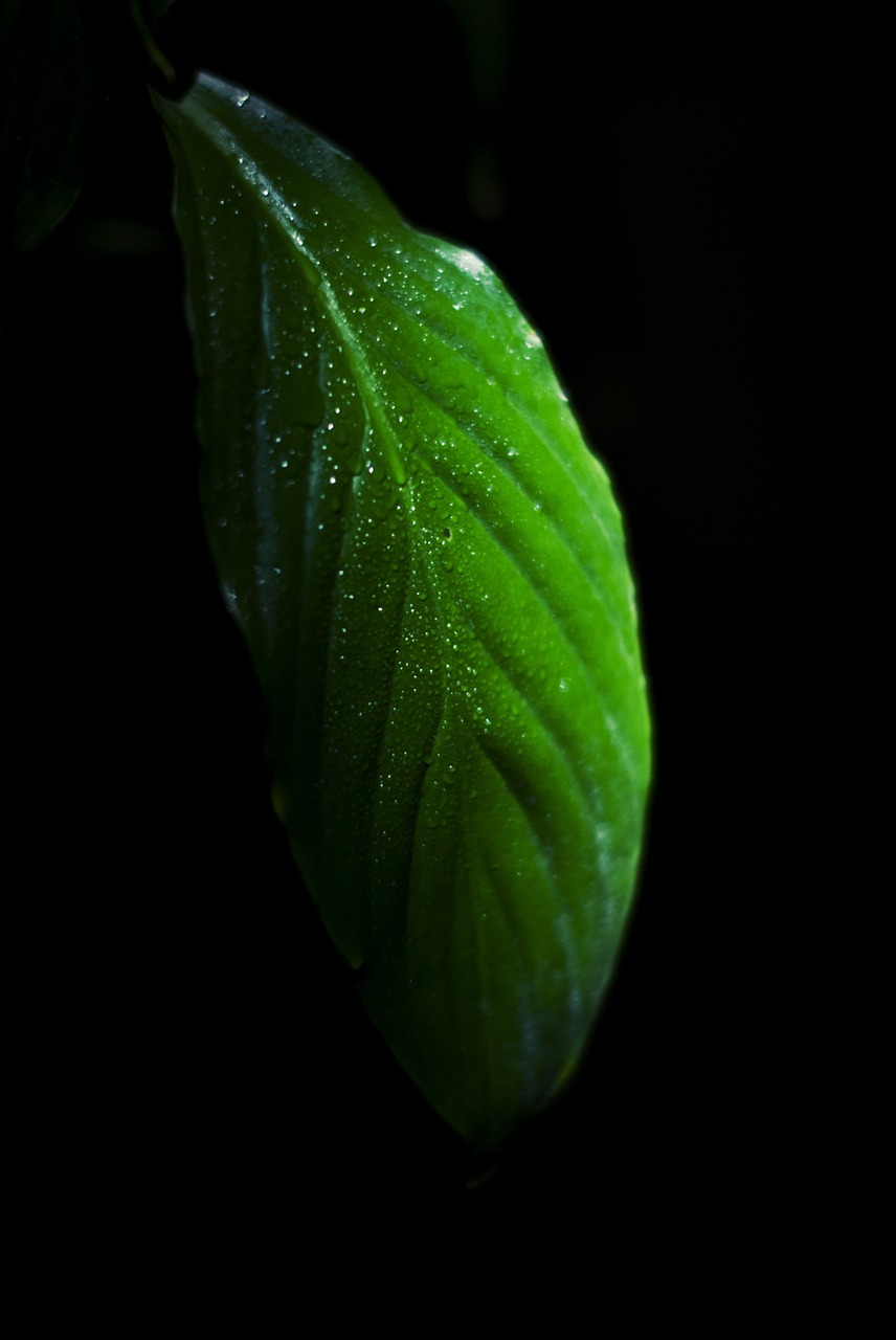 leaf green nature free photo