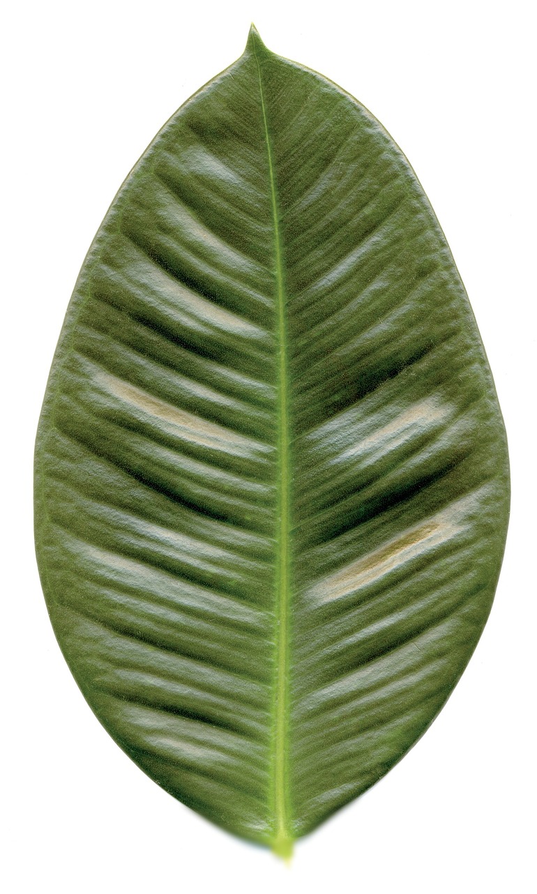 leaf rubber tree green free photo