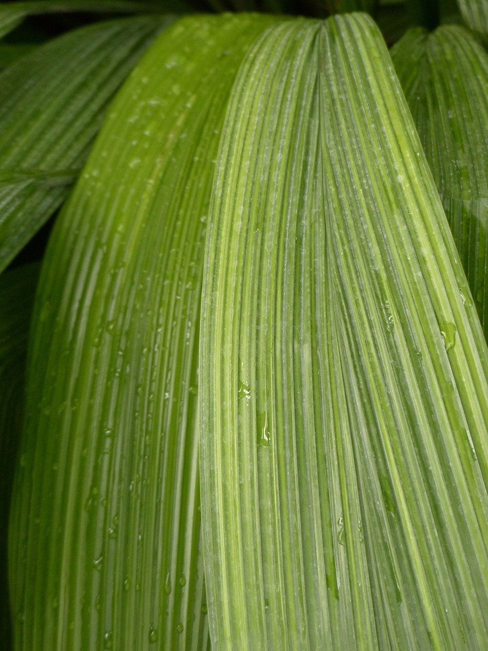 leaf rip ribbed free photo