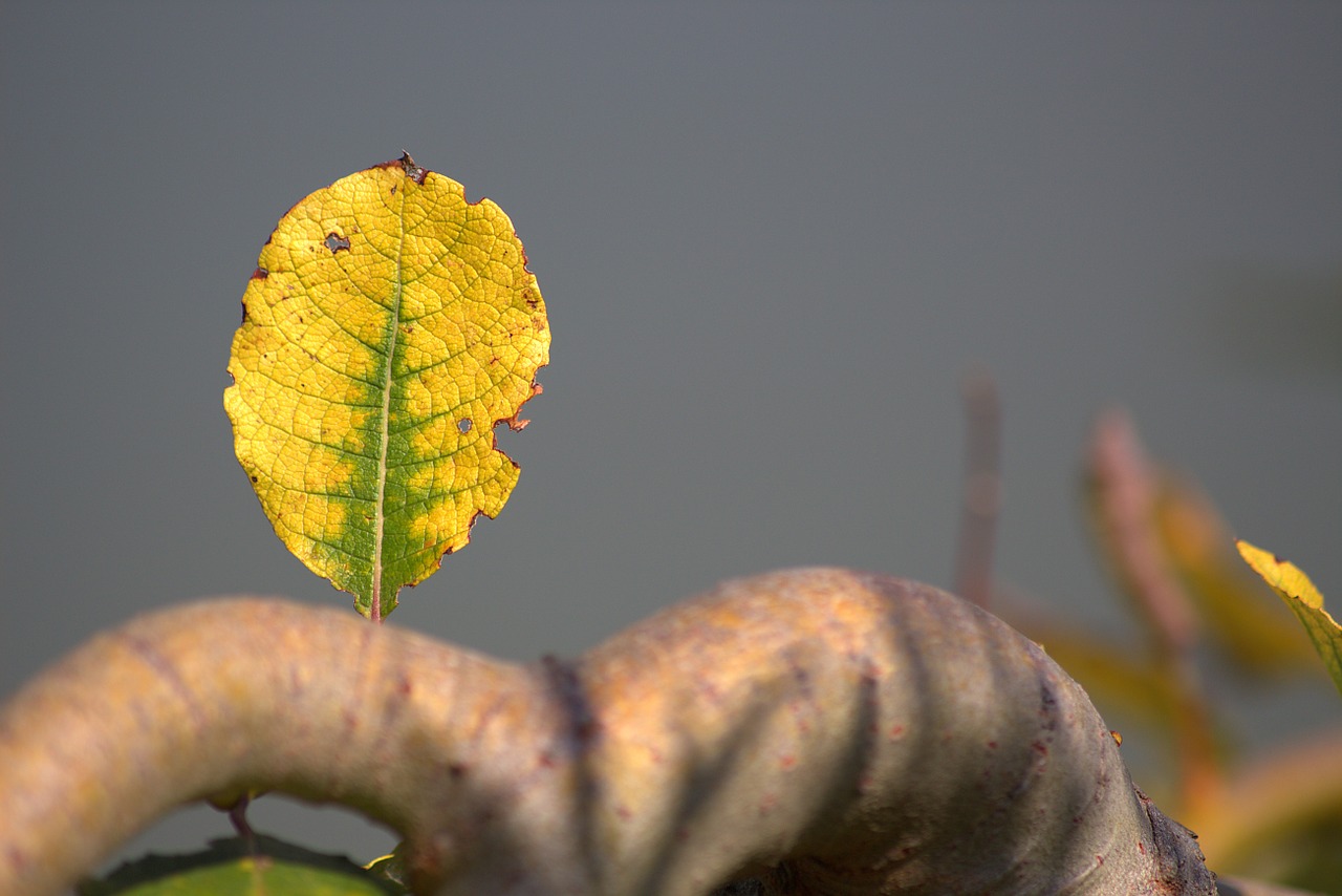 leaf autumn yellow free photo