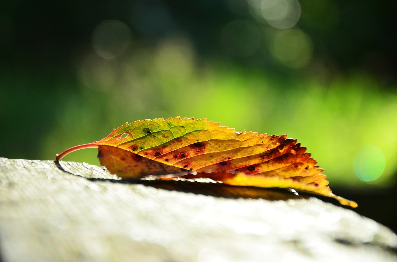 leaf autumn colorful free photo