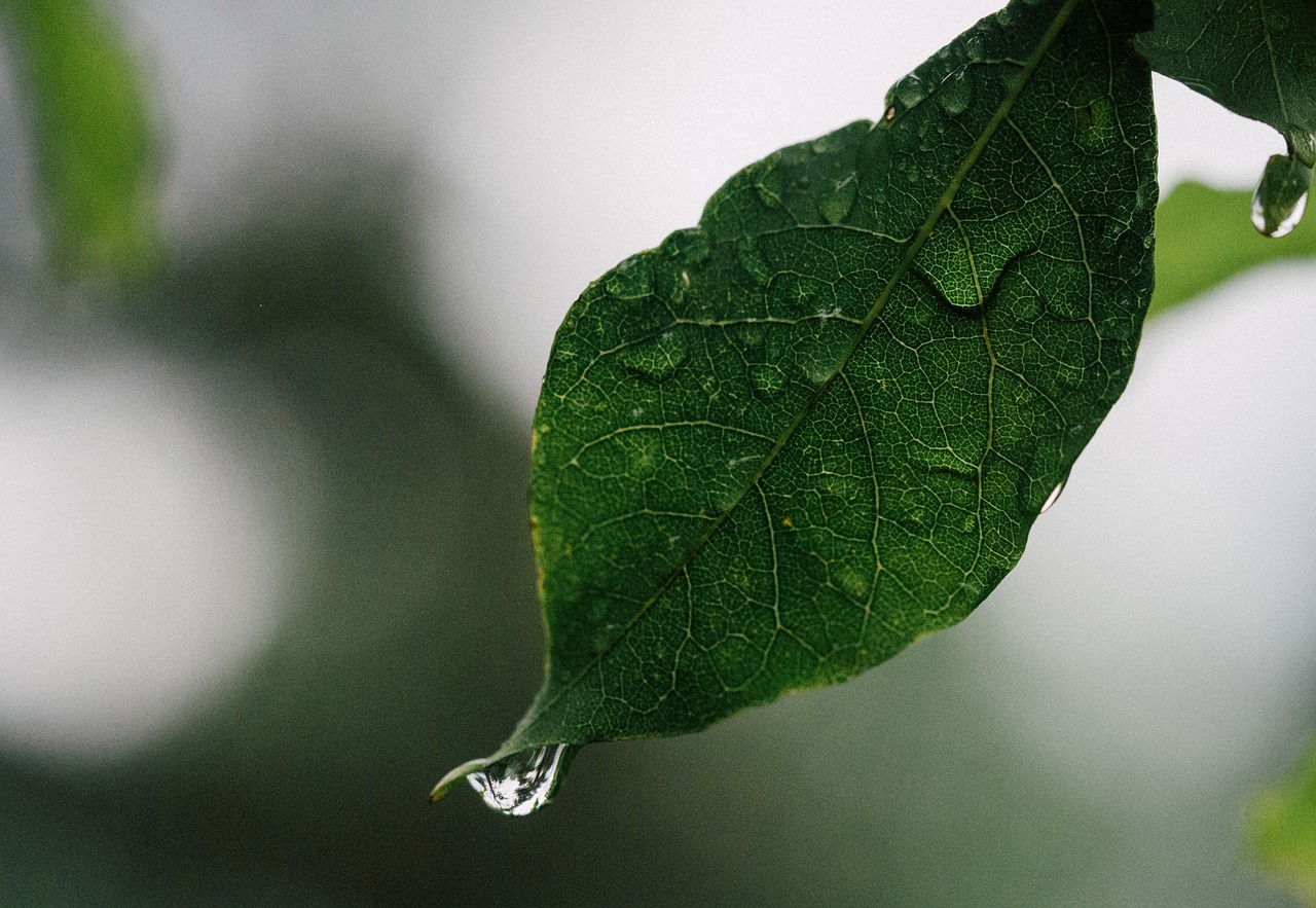 leaf rain drop free photo