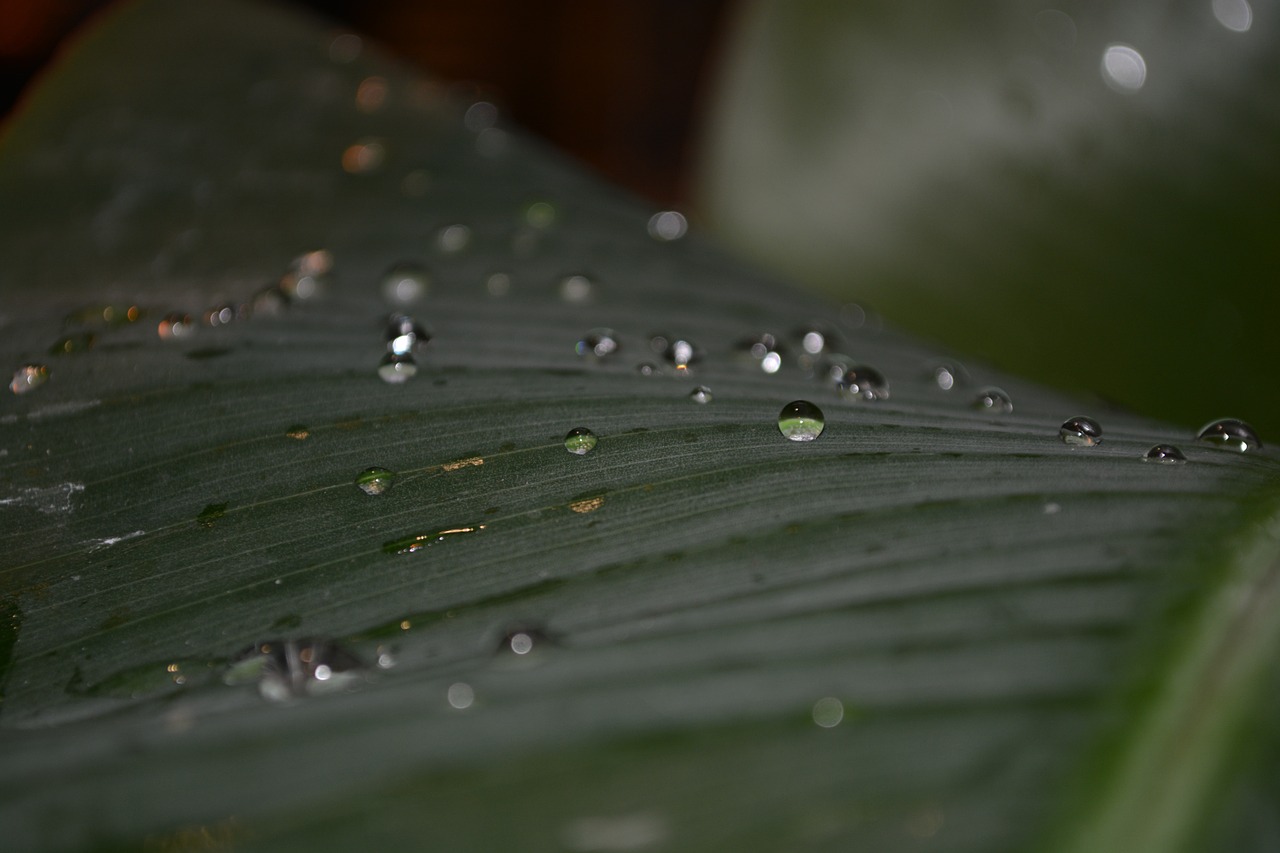leaf drip drop of water free photo