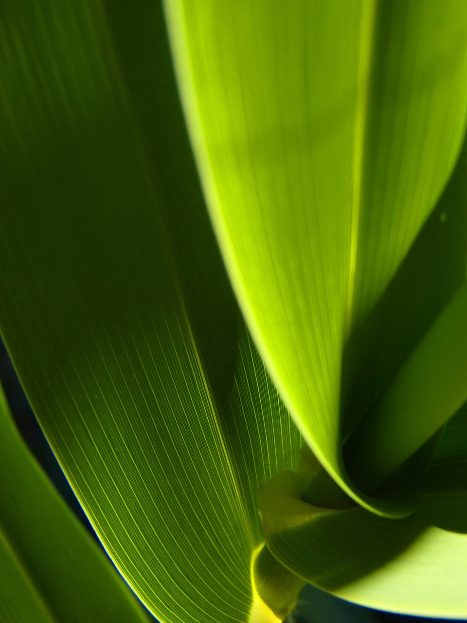 leaf abstract green free photo