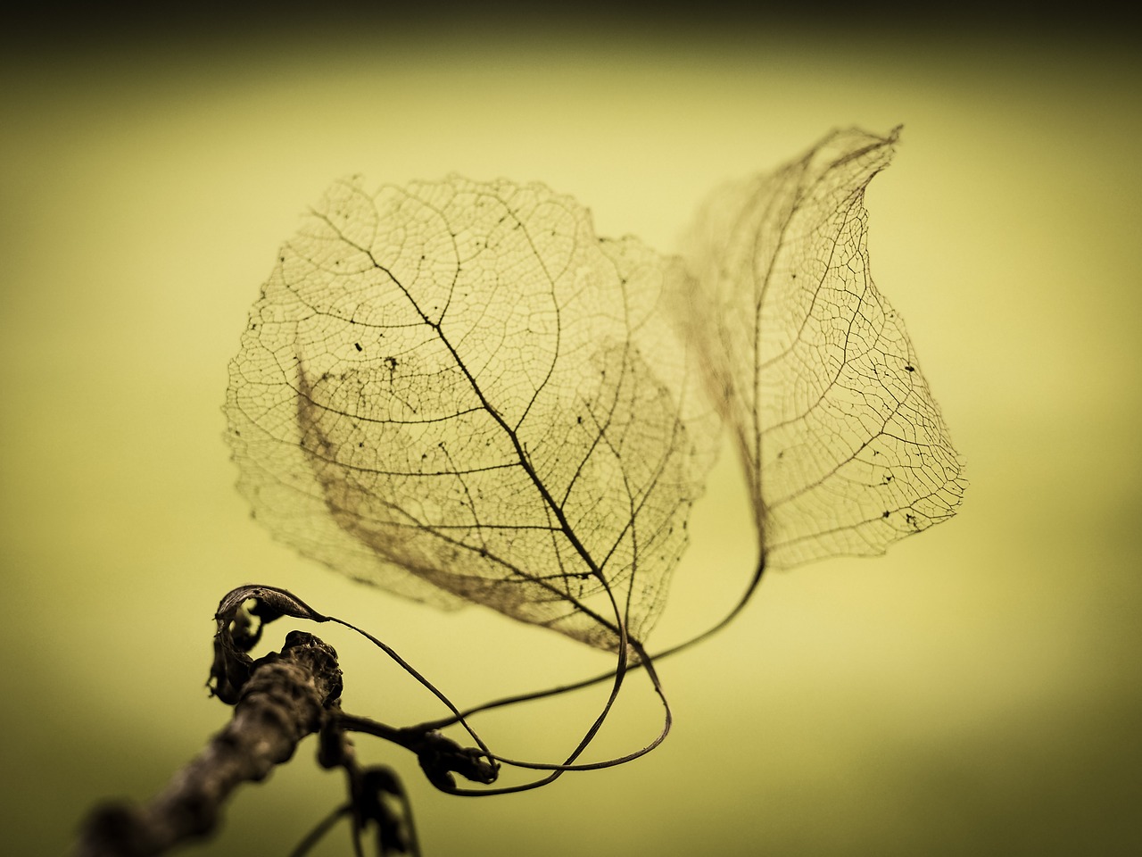 leaf leaves green free photo