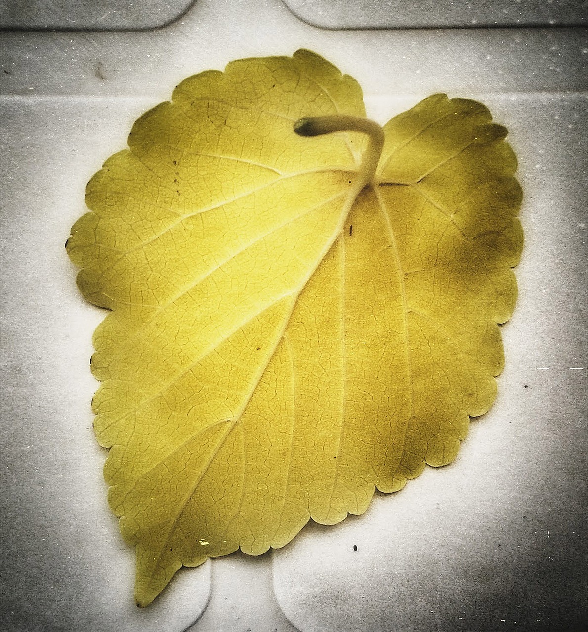 leaf yellow autumn leaves free photo