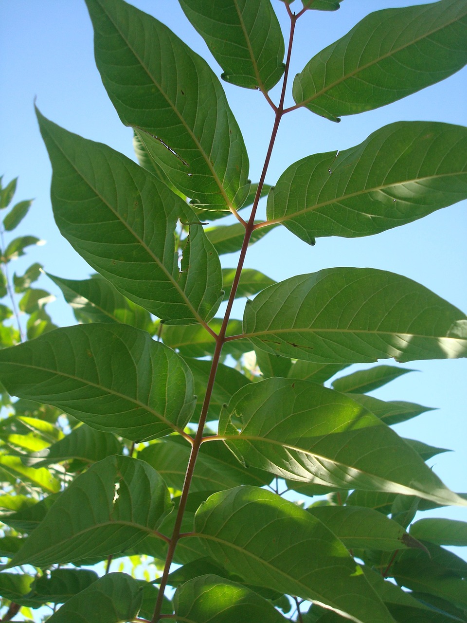 leaf green leaves in the shadow free photo