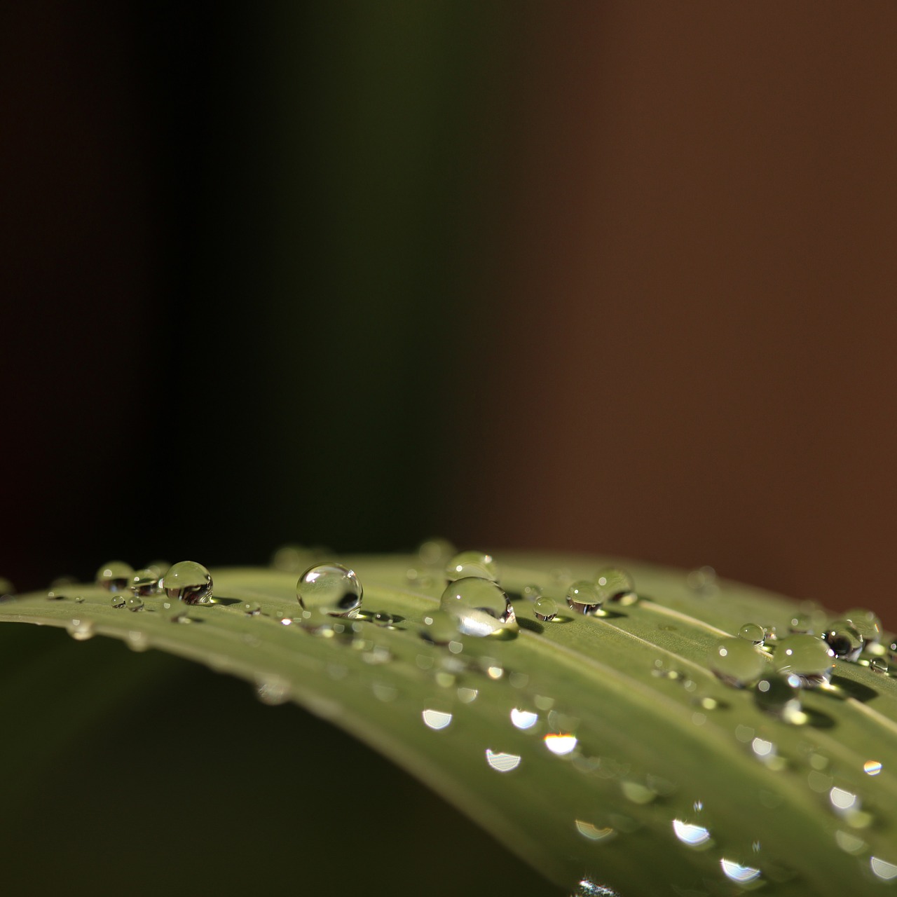 leaf drops droplets free photo