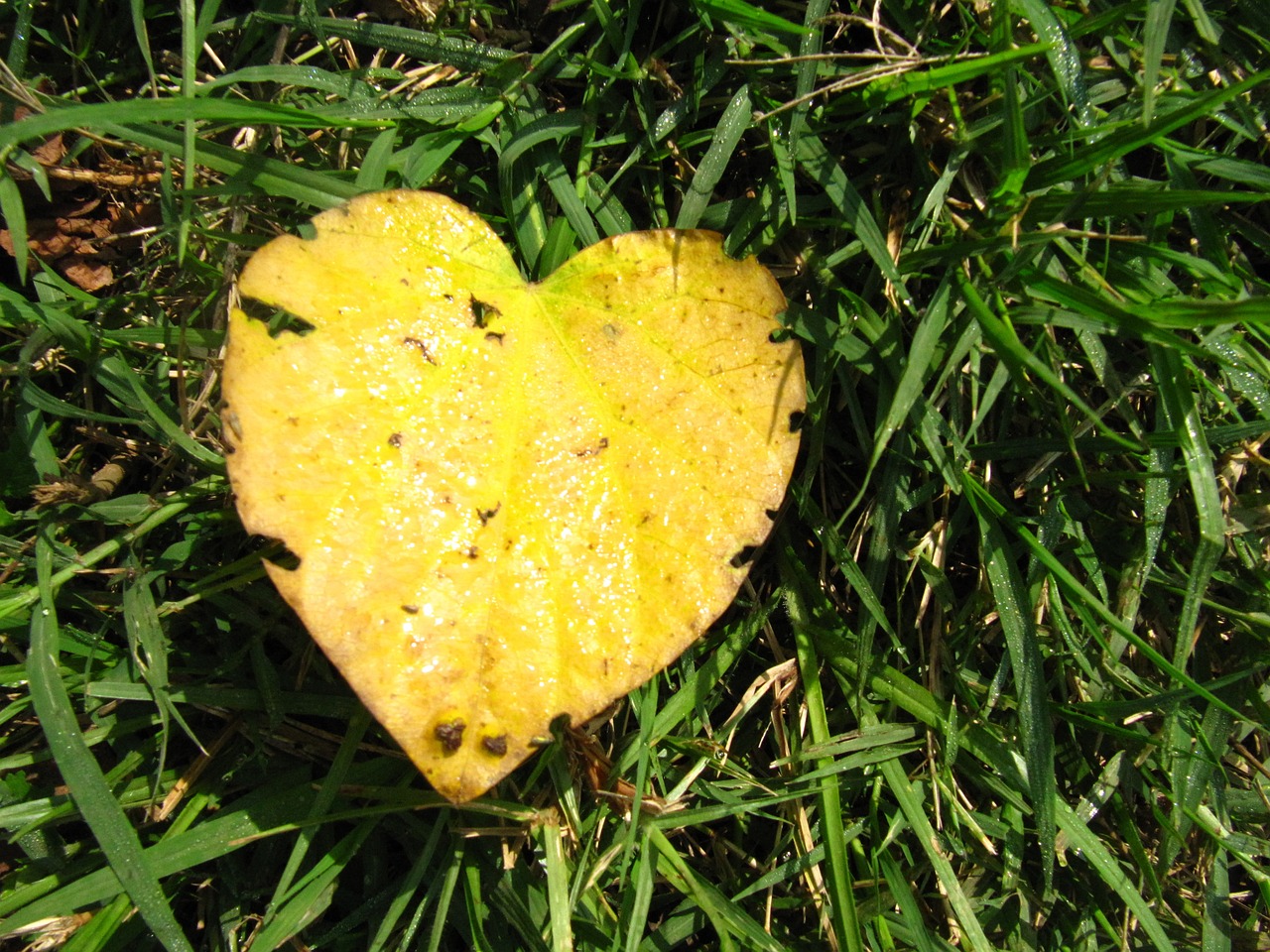 leaf heart grass free photo