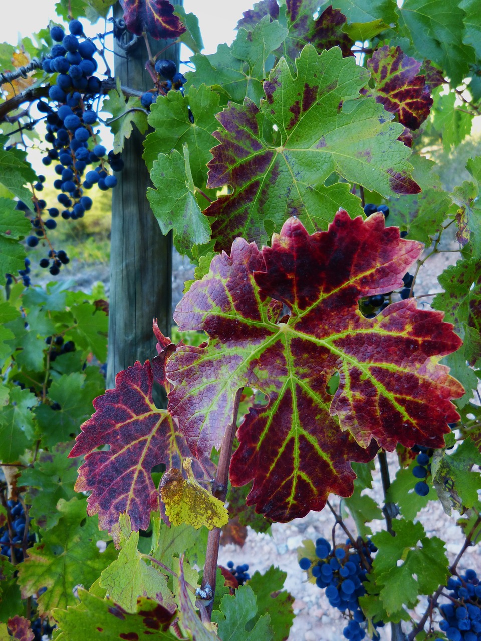 leaf vine red free photo