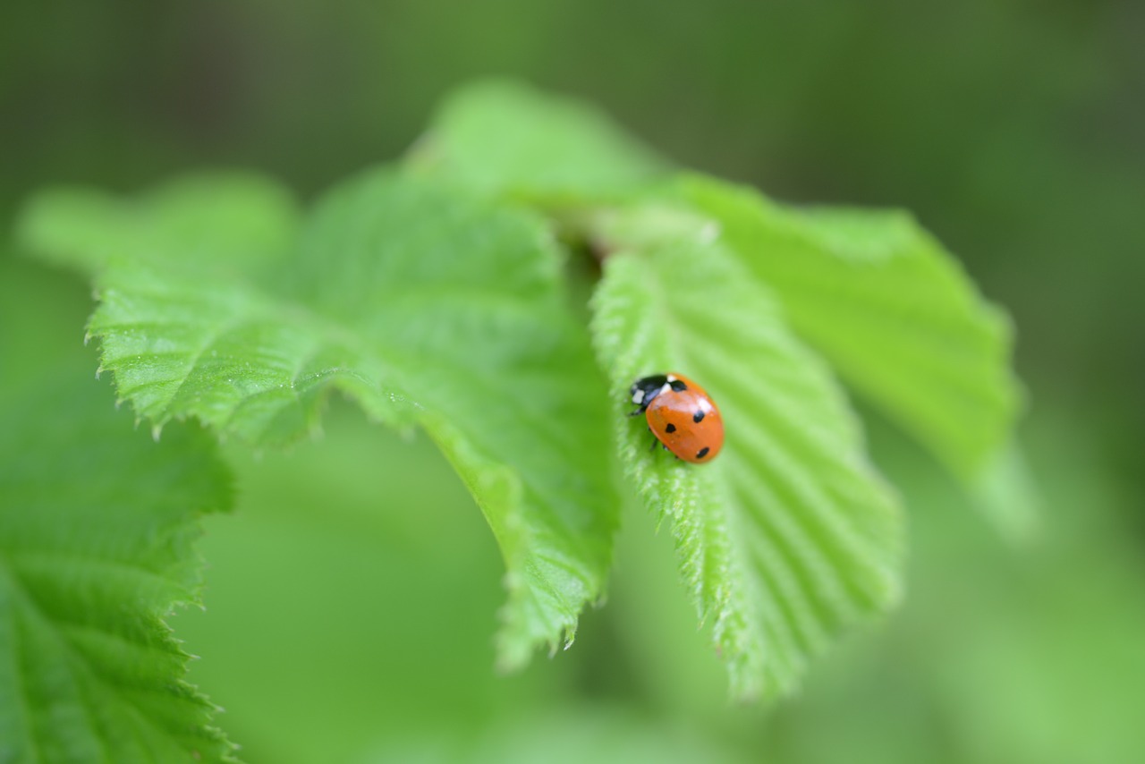 leaf ladybug green free photo
