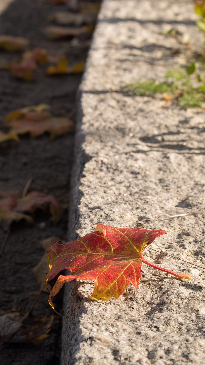 leaf autumn environment free photo