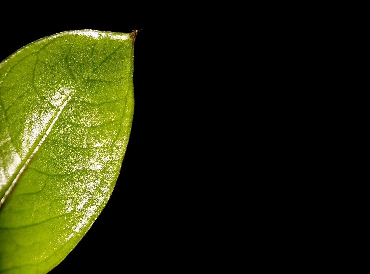 leaf plant nature free photo