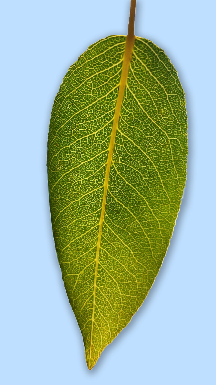 leaf pear leaf blattstrucktur free photo