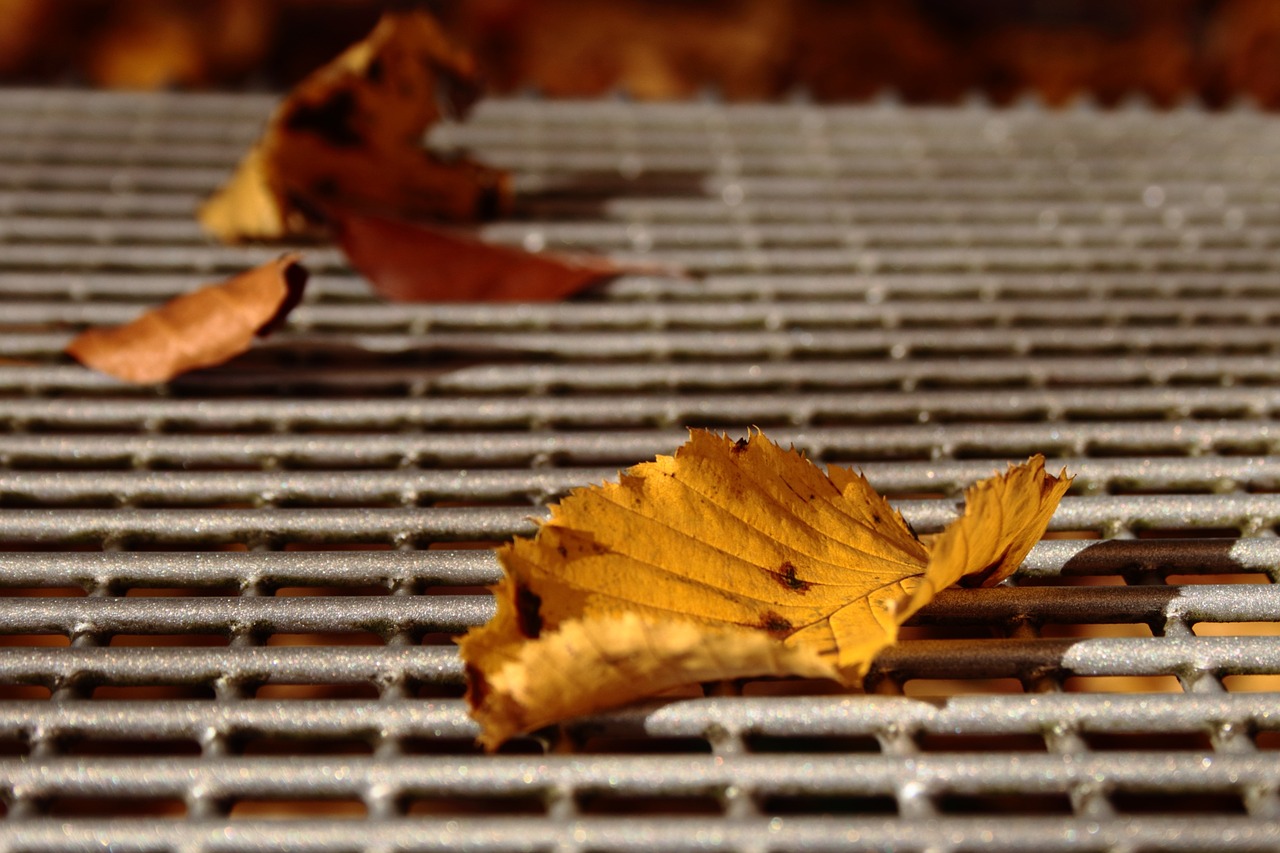 leaf autumn fall foliage free photo