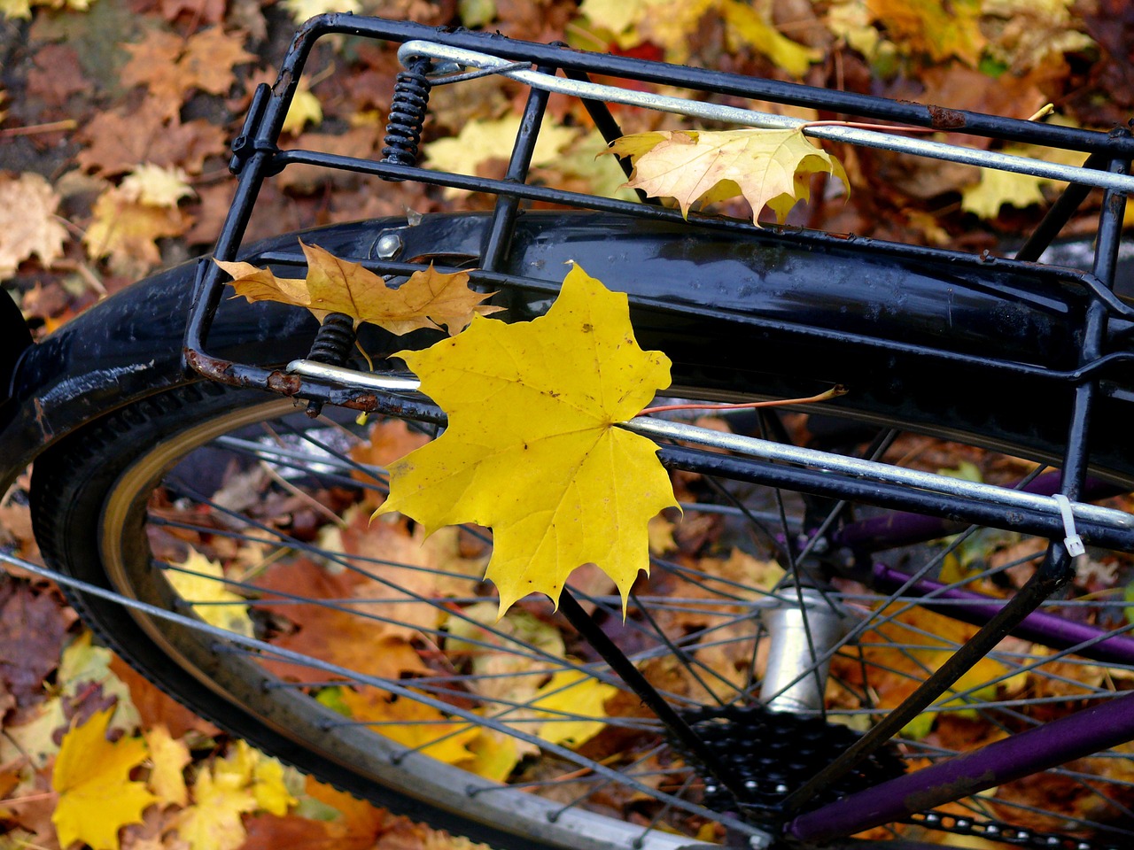 leaf maple leaf autumn free photo