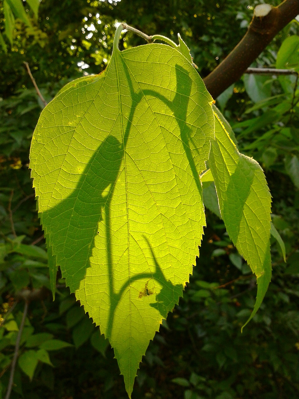 leaf nature green free photo