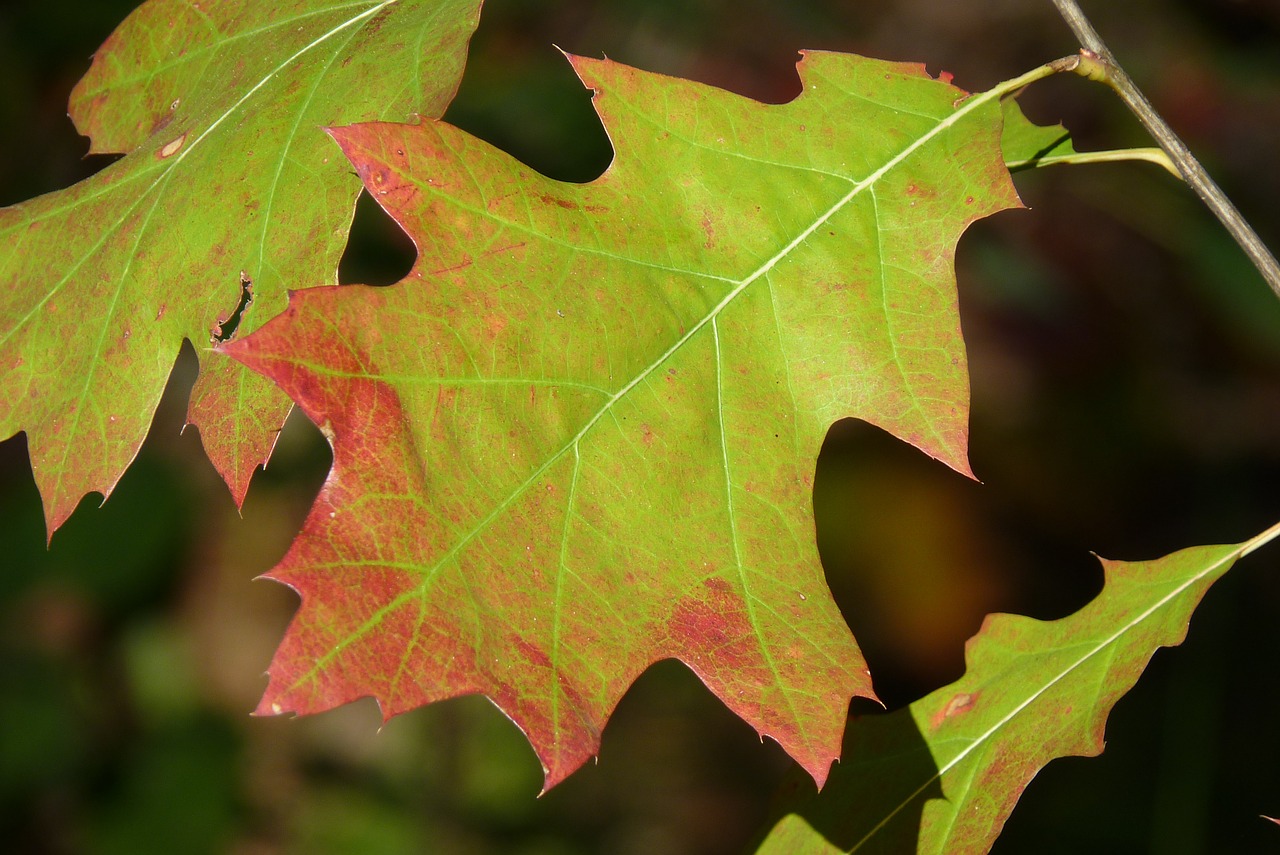 leaf maple autumn free photo