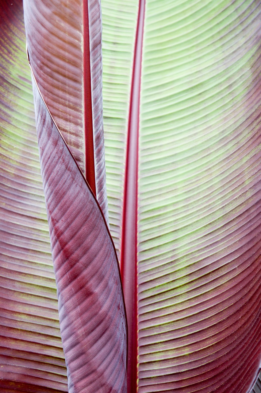 leaf banana plant tropical free photo