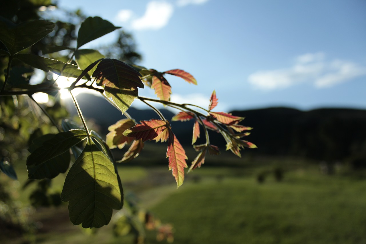 leaf landscape nature free photo