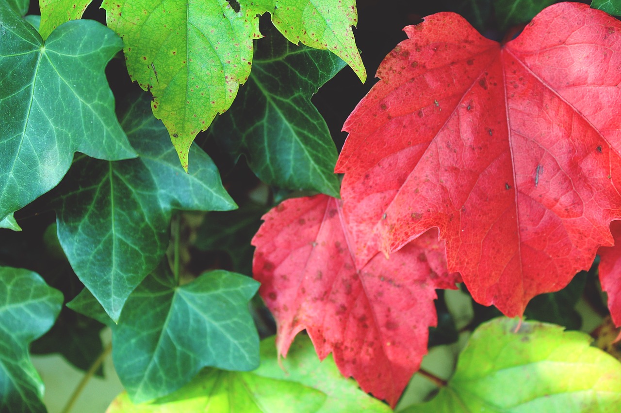 leaf red wall free photo