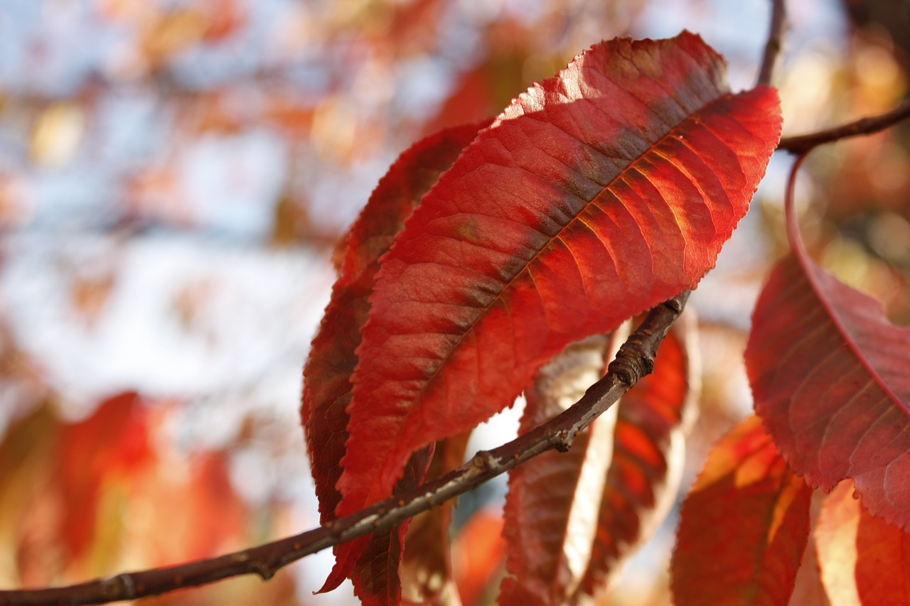 leaf red tree free photo