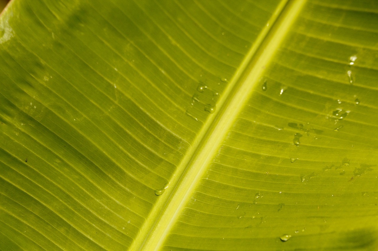 leaf green fiber free photo