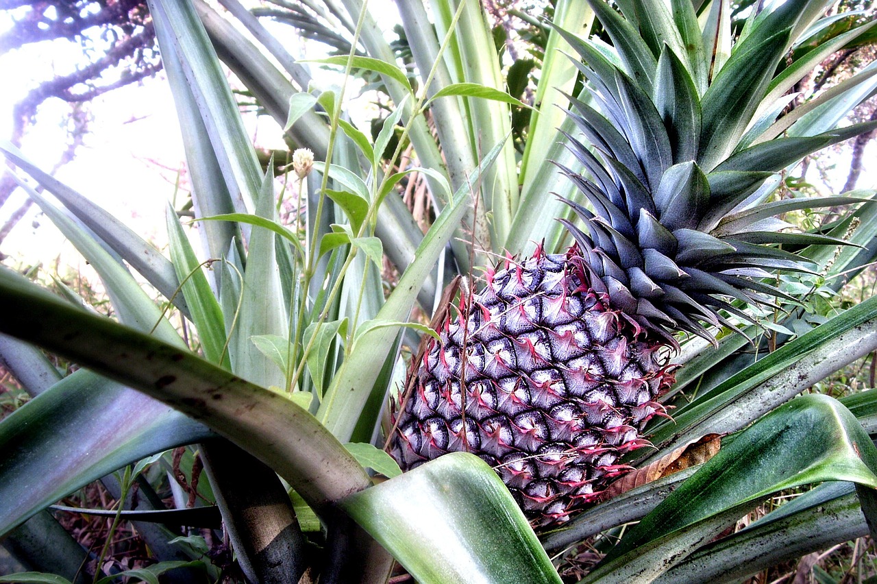 leaf fruit pineapple free photo