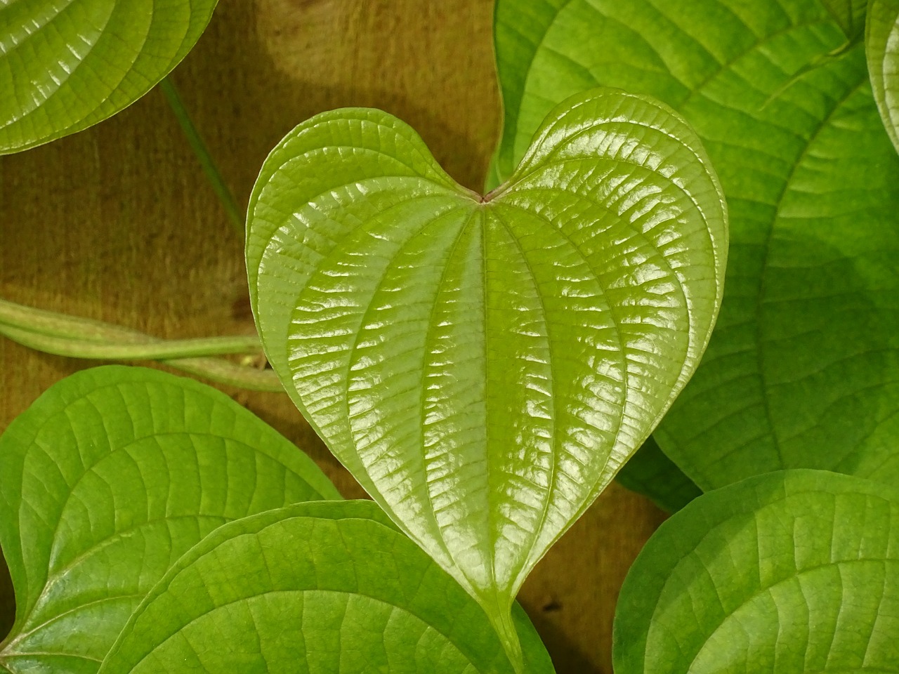 leaf green heart free photo