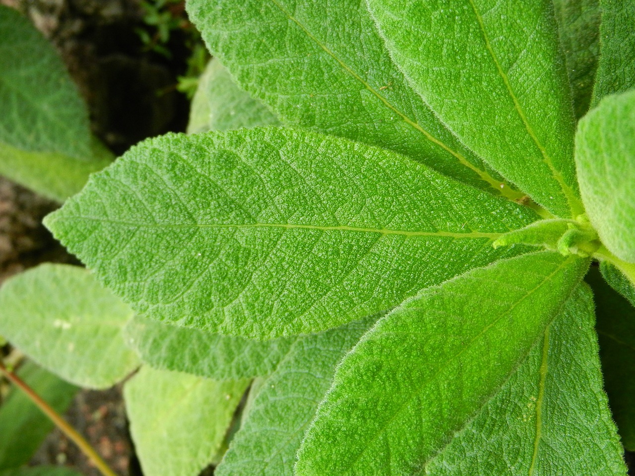 leaf closeup detail of free photo