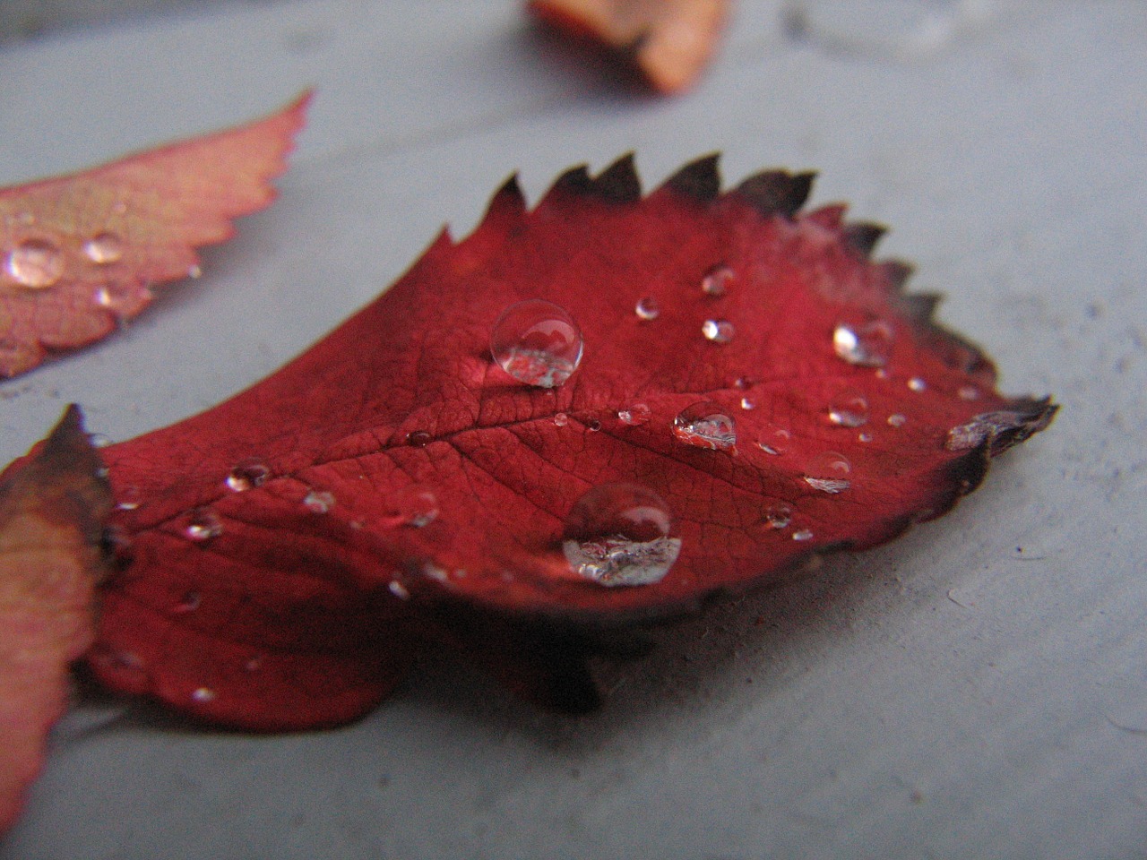 leaf fall water free photo