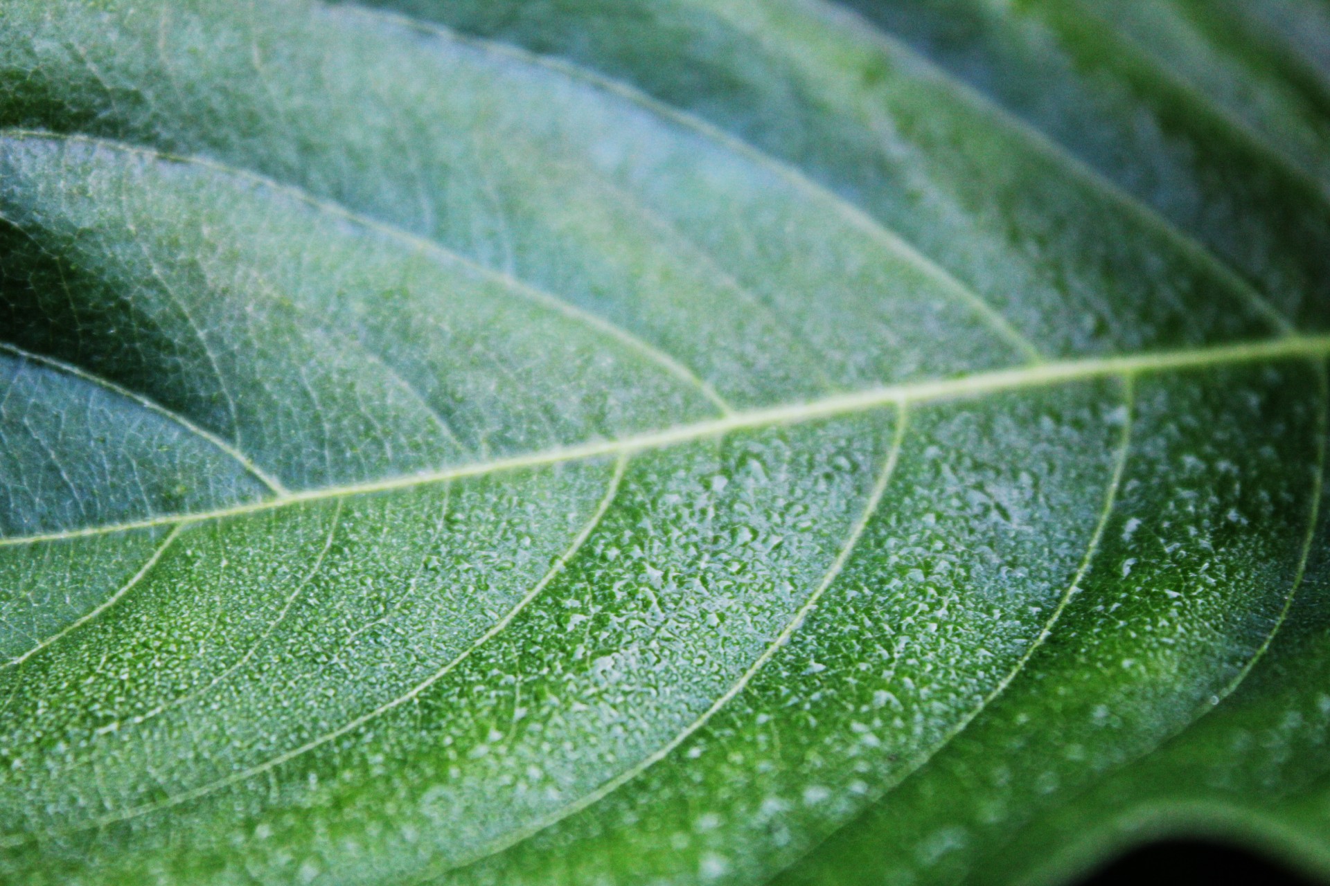 leaf detail background leaf background leaf free photo