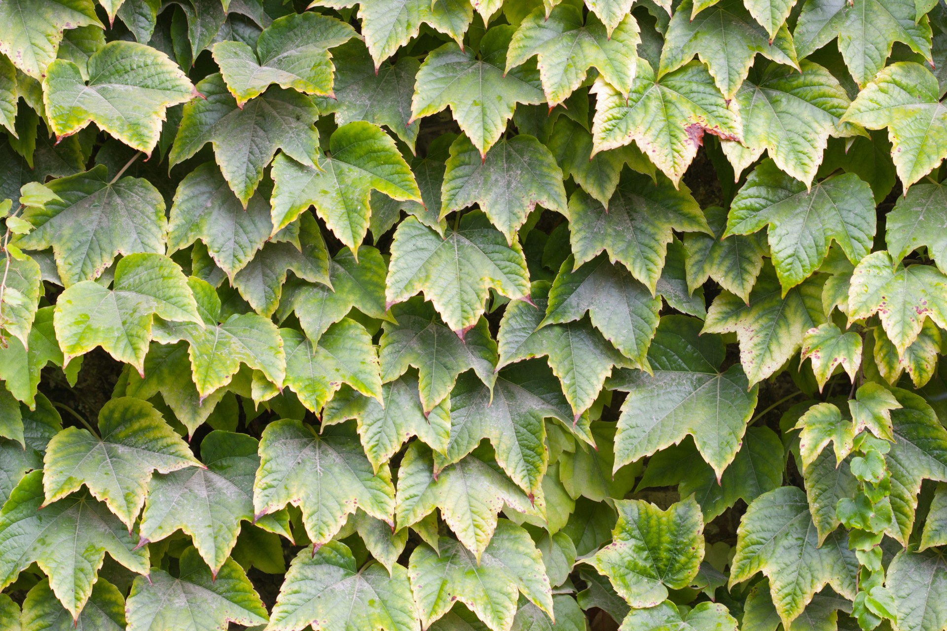 leaf leaves background free photo