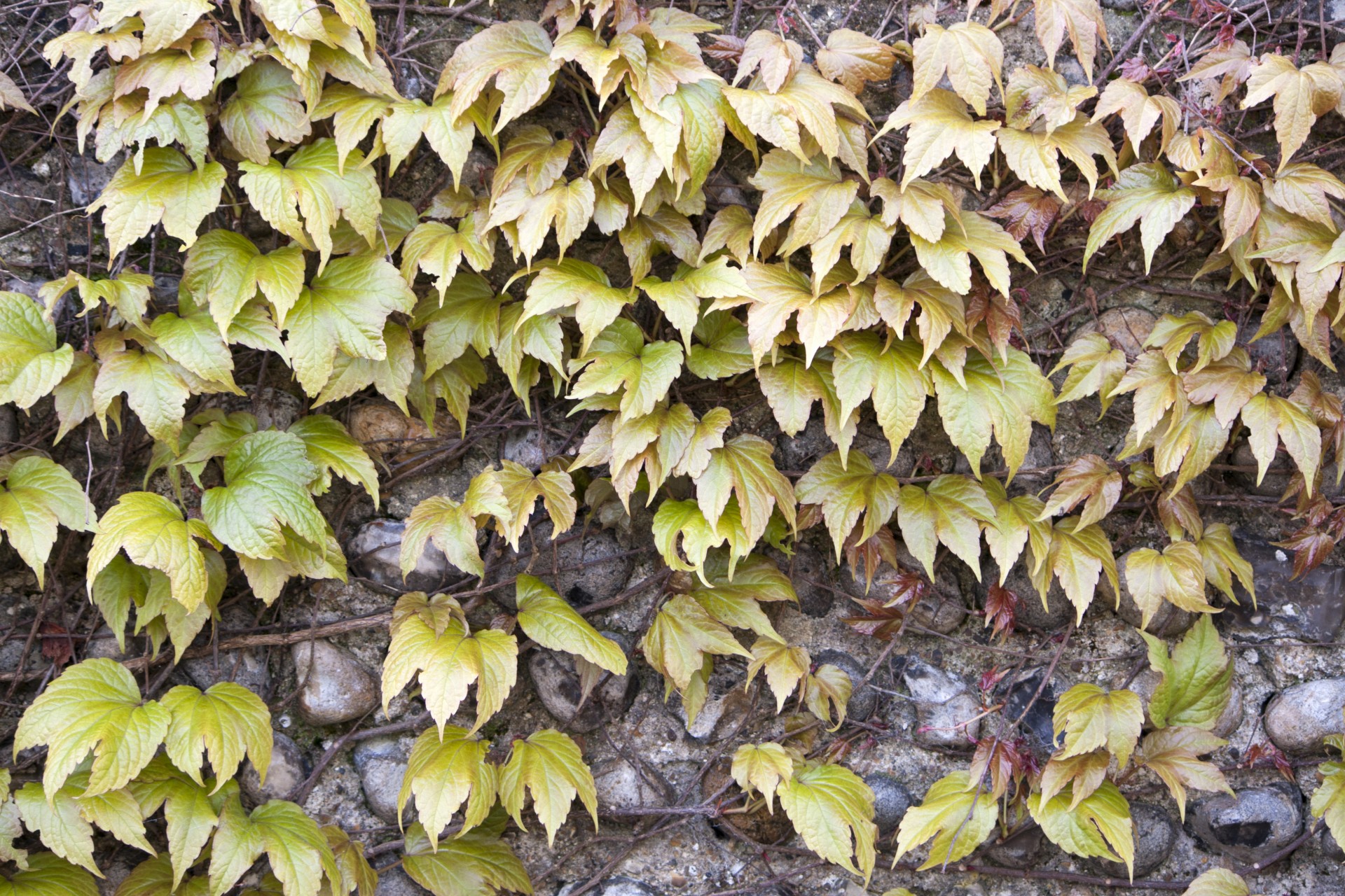 leaf leaves background free photo